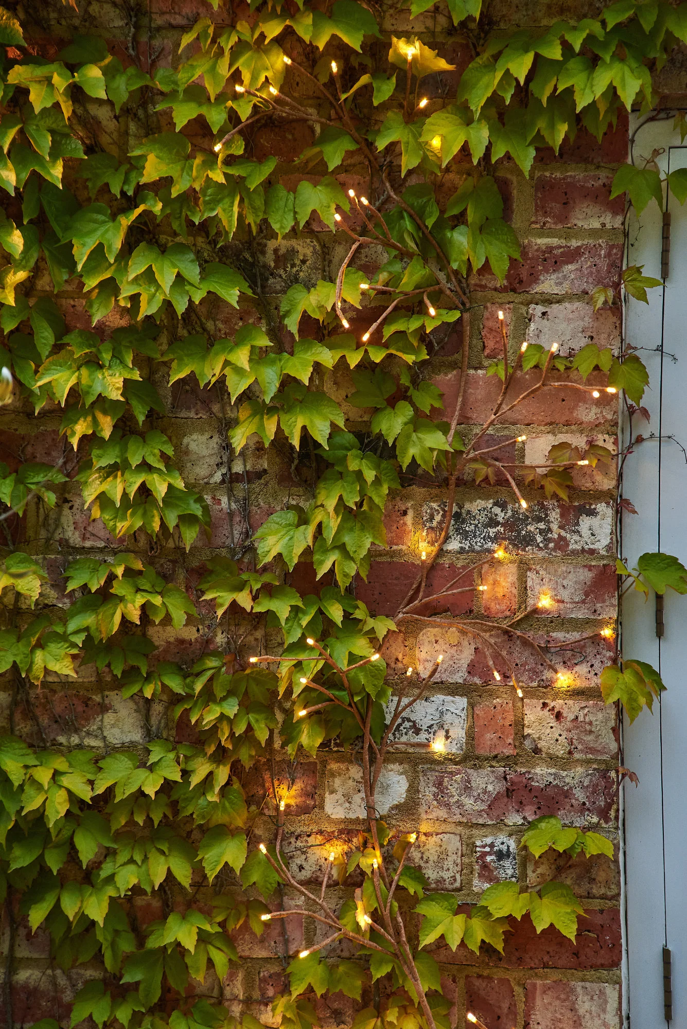 Dual Powered LED Ivy Fairy Light, Brown - Image 5