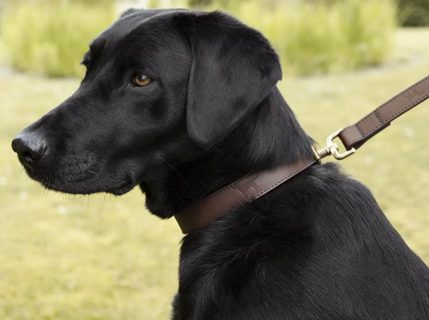 Sophie Allport Leather Dog Collar, Woof - Image 6
