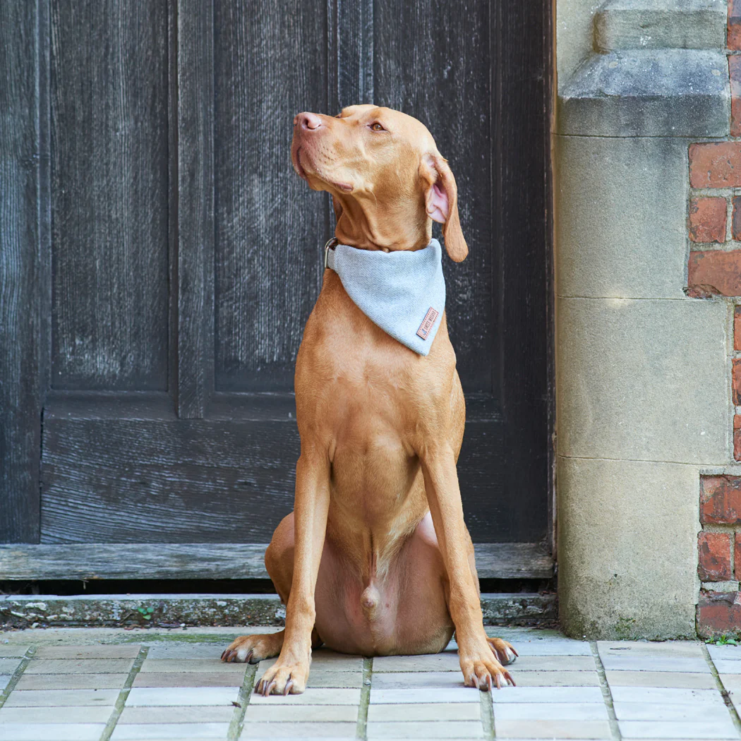 Sweet William Tweed Dog Bandana, Grey - Image 4