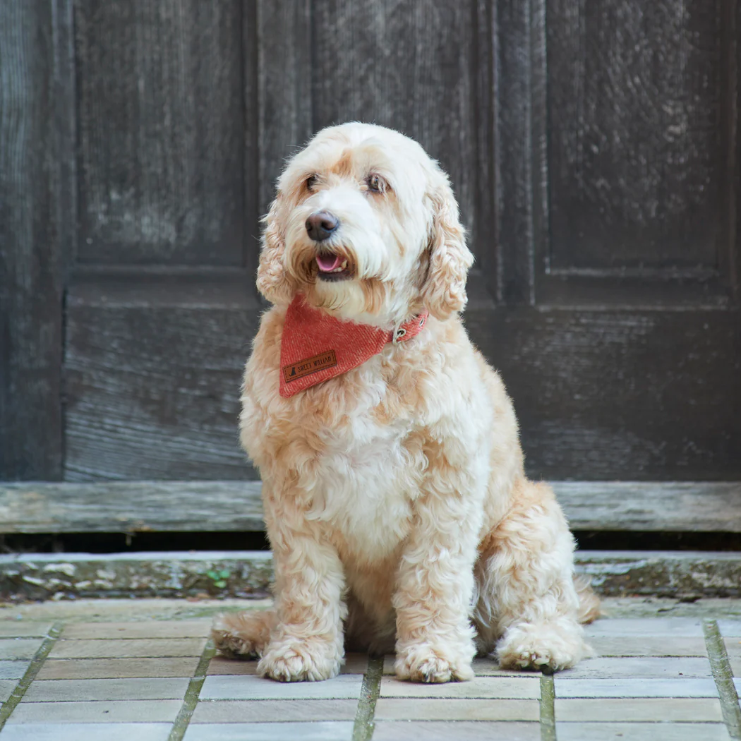 Sweet William Tweed Dog Bandana, Orange - Image 2