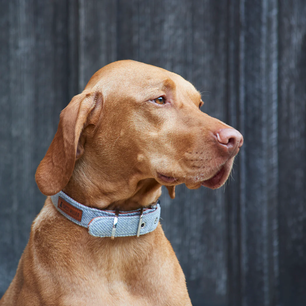 Sweet William Tweed Dog Collar, Grey - Image 4