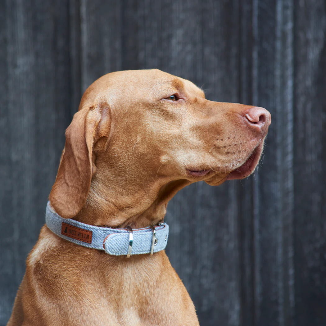 Sweet William Tweed Dog Collar, Grey - Image 5
