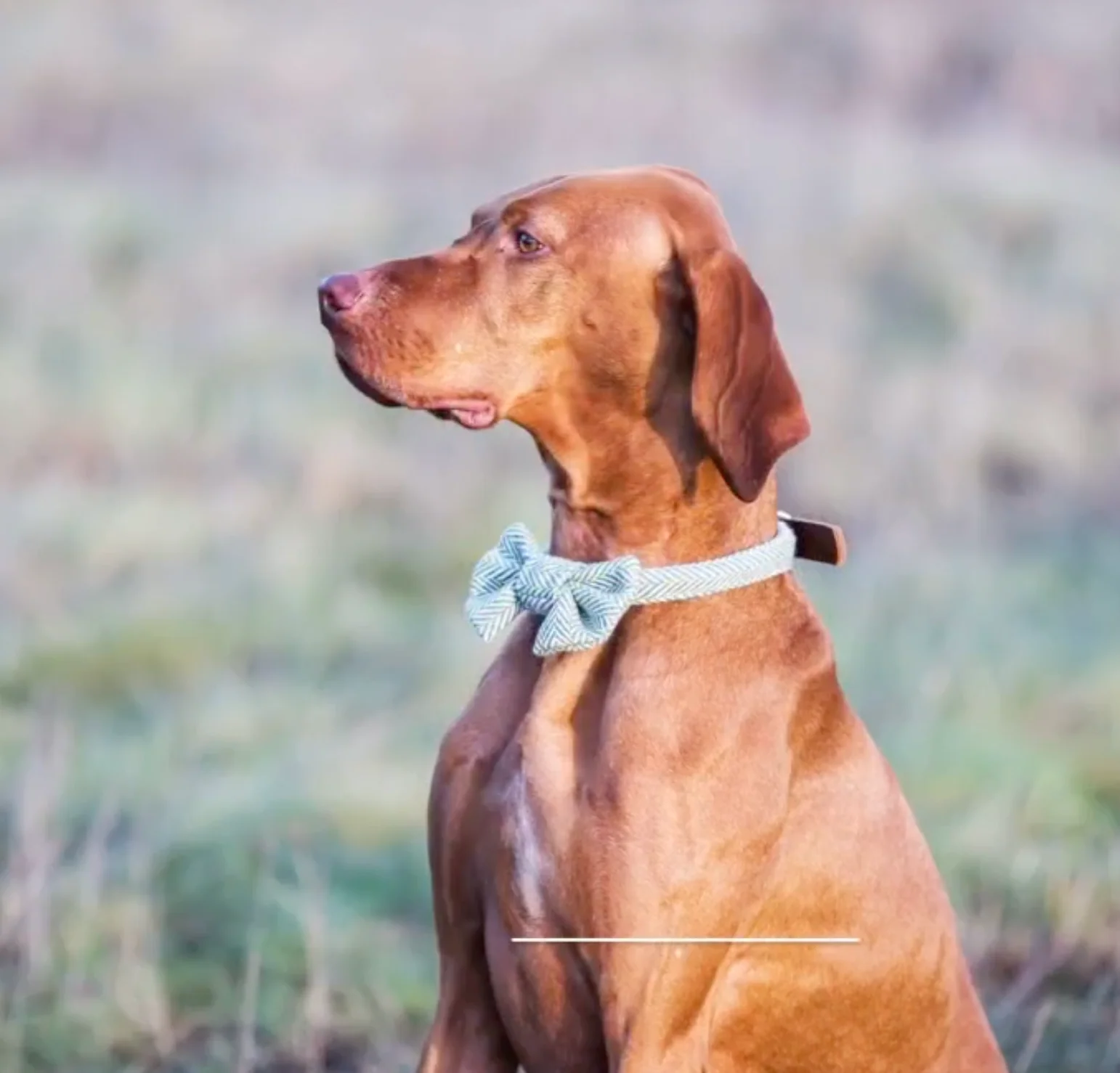 Tweedmill Rolled Tweed Dog Collar,Silver Grey - Image 6